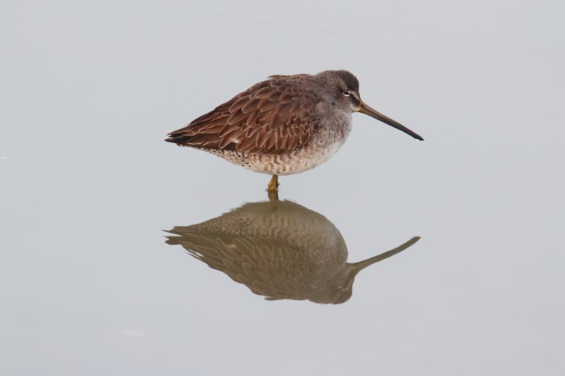 long-billed-dowitcher