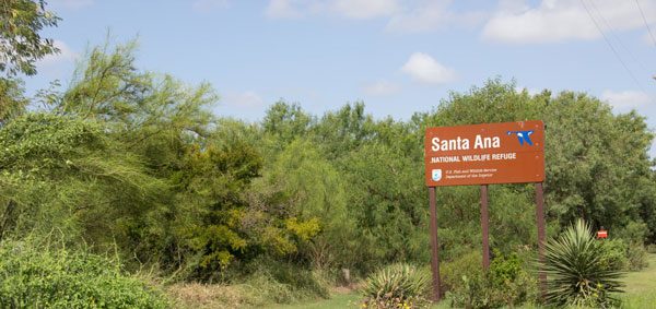 A forest of trees at the alamo nature park in daytime.